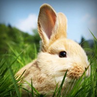 /album/nieliketilje/photolia-a03-jpg/